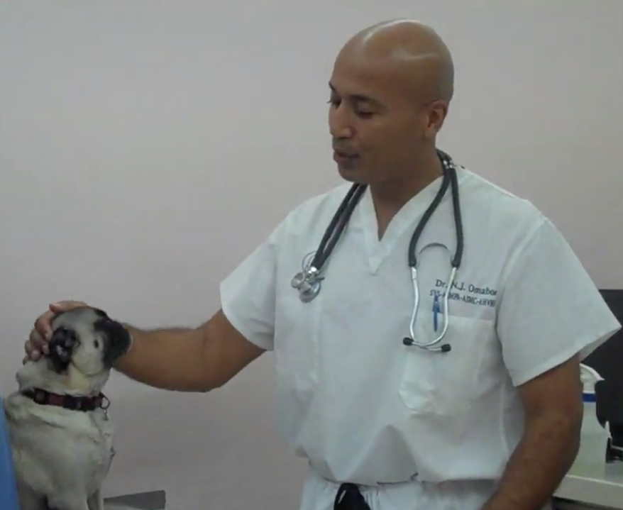 Vétérinaire Nyon, Veterinaire Nyon, Nyon Veterinaire, Nyon Vétérinaire, cabinet vétérinaire Nyon, cabinet veterinaire Nyon, clinique vétérinaire Nyon, vétérinaire de Garde Nyon,veterinaire de Garde Nyon, Cabinet Vétérinaire International