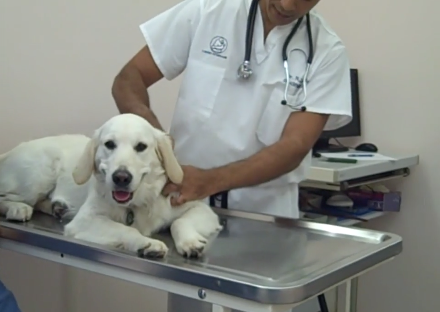 acupuncture, Vétérinaire Nyon, Veterinaire Nyon, Nyon Veterinaire, Nyon Vétérinaire, cabinet vétérinaire Nyon, cabinet veterinaire Nyon, clinique vétérinaire Nyon, vétérinaire de Garde Nyon,veterinaire de Garde Nyon, Cabinet Vétérinaire International